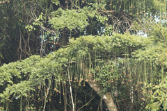 Parkia pendula