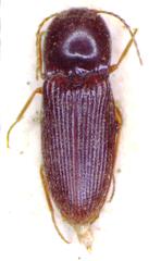 Horistonotus flavipes
