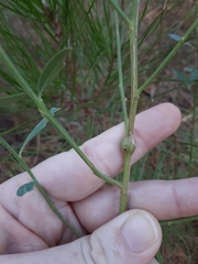 Neolasioptera lathami