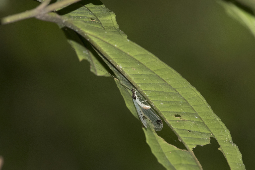 Gonzaga nigriceps
