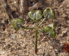 Muilla coronata