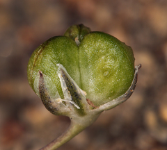Muilla coronata