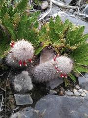Mammillaria pottsii