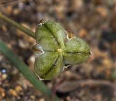 Muilla coronata