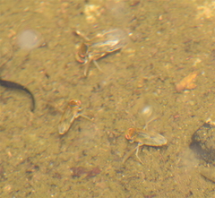 Nepomorpha