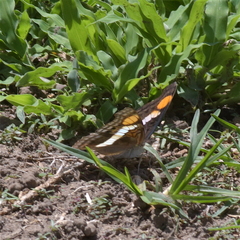 Doxocopa