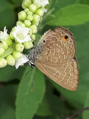 Anthene emolus goberus