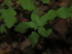 Parietaria debilis