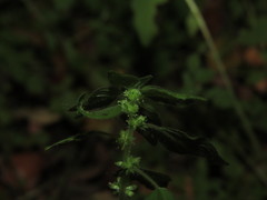 Parietaria debilis