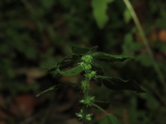 Parietaria debilis
