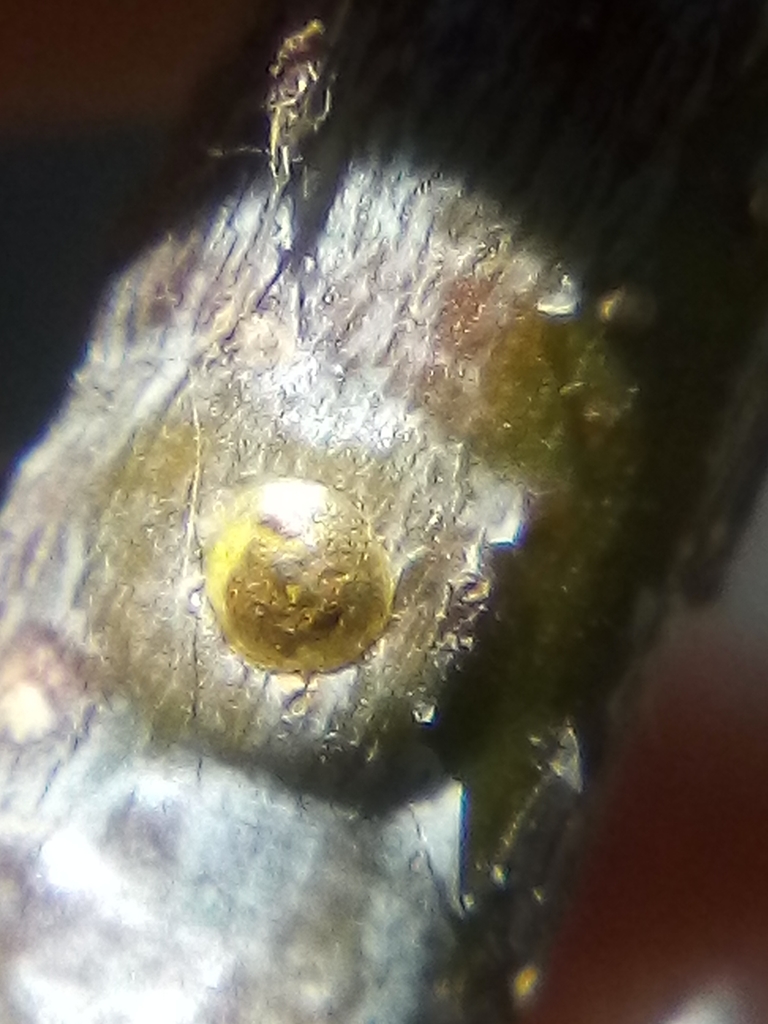 Golden Pit Scale