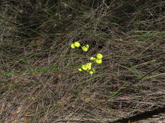 Calceolaria nudicaulis