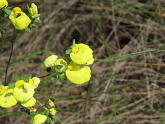 Calceolaria nudicaulis
