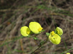 Calceolaria nudicaulis