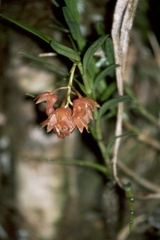 Epidendrum arevaloi