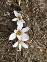 Zephyranthes andina