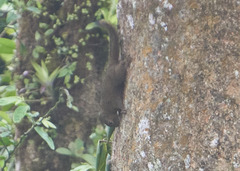 Microsciurus