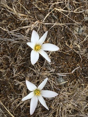 Zephyranthes andina