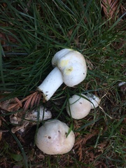 Agaricus xanthodermus
