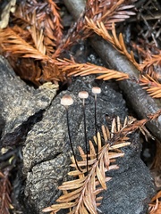Paragymnopus sequoiae