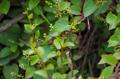 Basellaceae