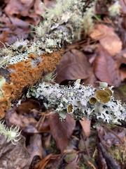 Parmotrema submarginale