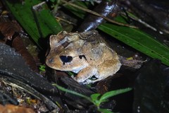 Craugastor megacephalus