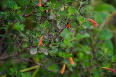 Clinopodium tomentosum