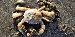 Cyrtograpsus