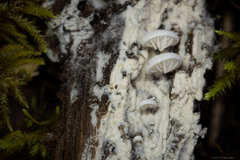 Clitopilus hobsonii