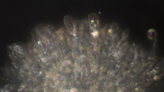 Clitopilus hobsonii