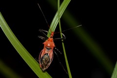 Gminatus wallengreni