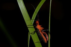 Gminatus wallengreni