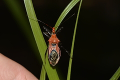 Gminatus wallengreni