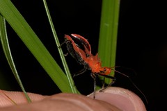 Gminatus wallengreni