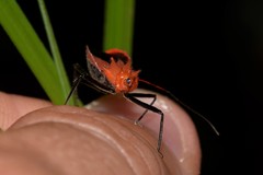 Gminatus wallengreni