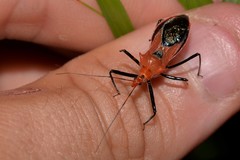 Gminatus wallengreni