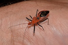 Gminatus wallengreni