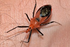 Gminatus wallengreni