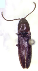 Dipropus angustatus