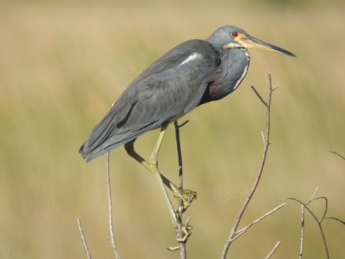 Egretta tricolor image