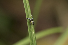 Corythalia vervloeti