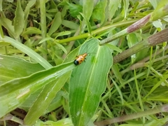 Neolema dorsalis orbignyi