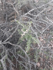 Condalia microphylla