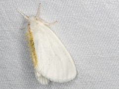 Euproctis euthysana