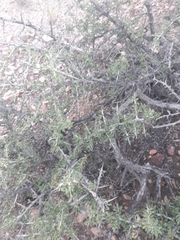 Condalia microphylla