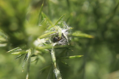 Agonopterix umbellana