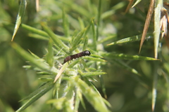 Agonopterix umbellana