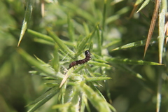 Agonopterix umbellana