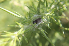 Agonopterix umbellana